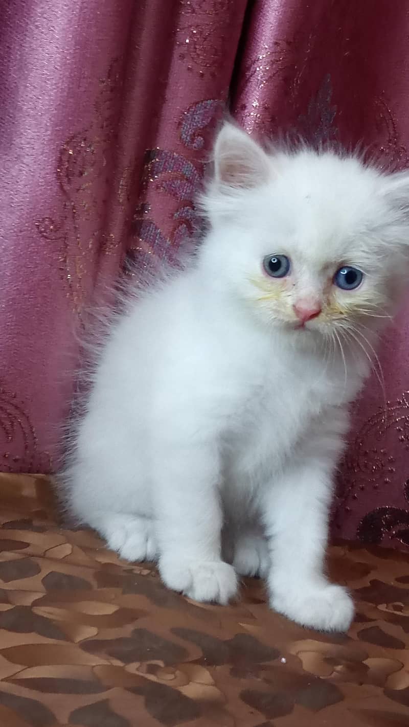 kittens available 7
