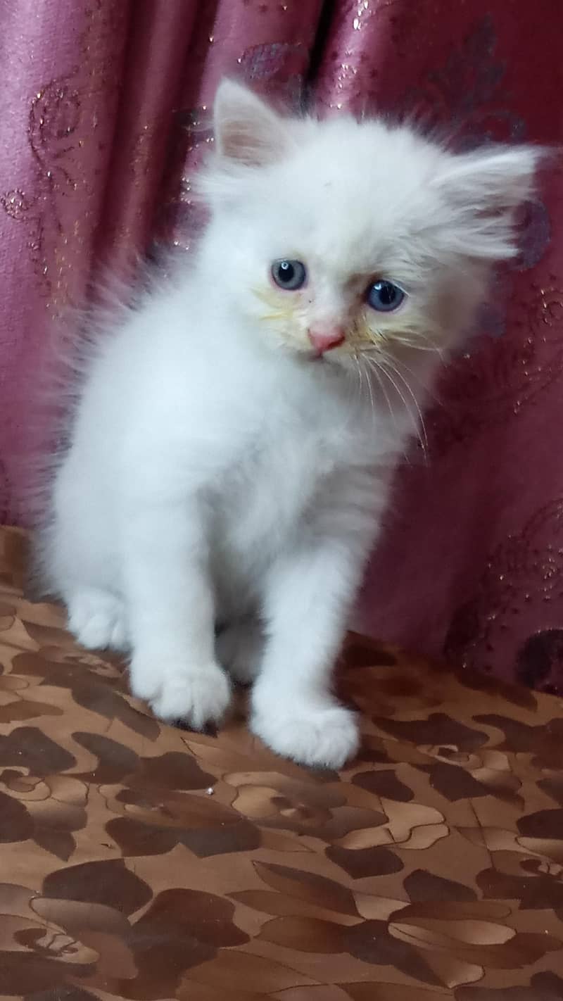 kittens available 8