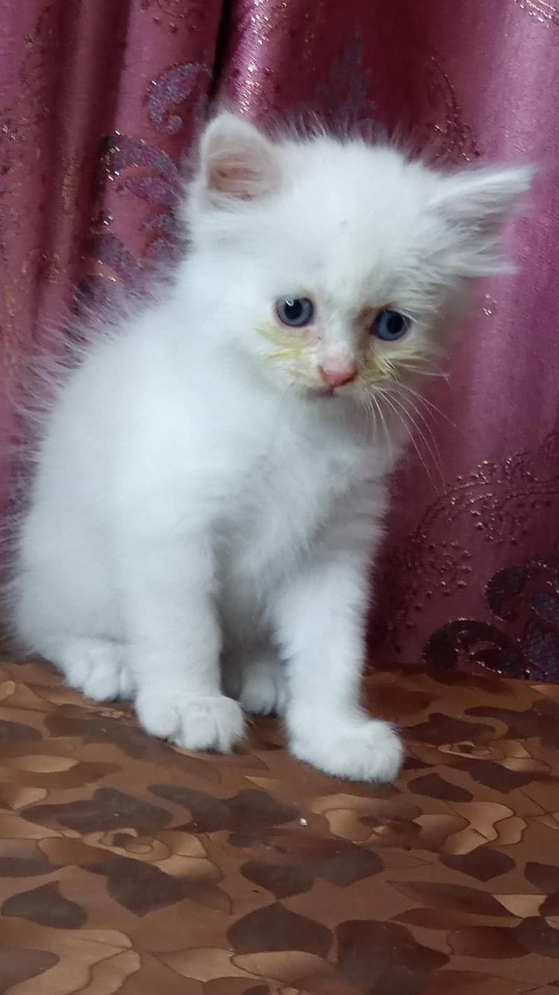 kittens available 9