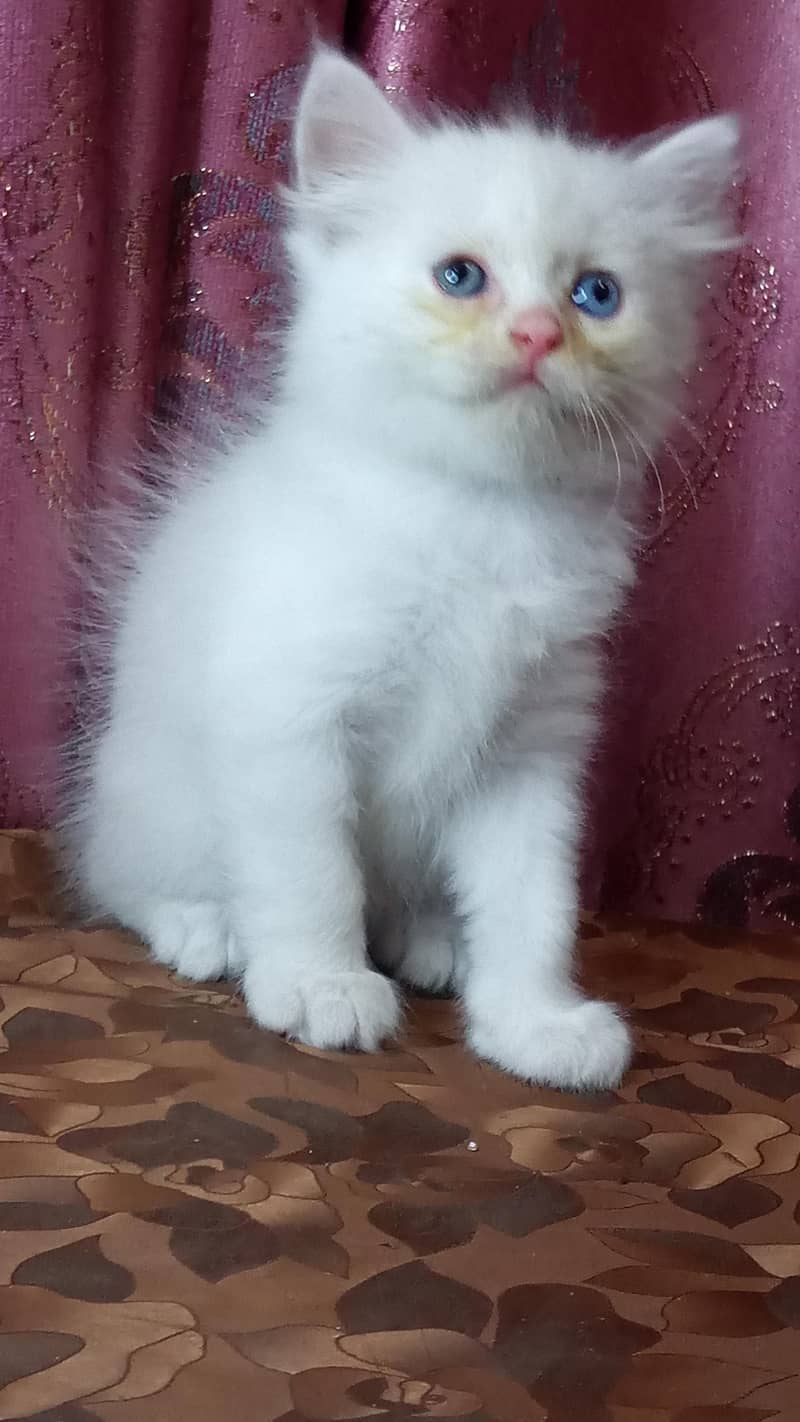 kittens available 10