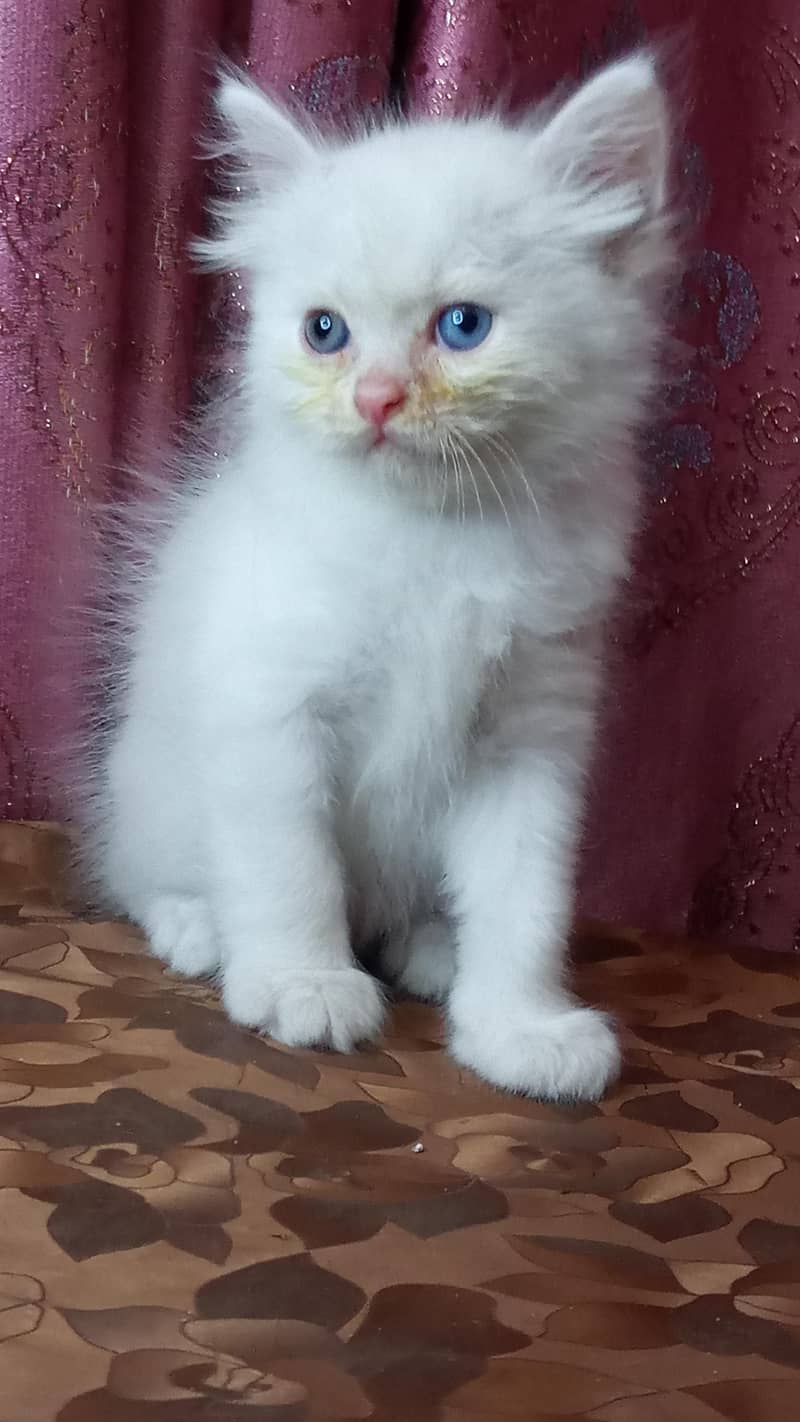 kittens available 11