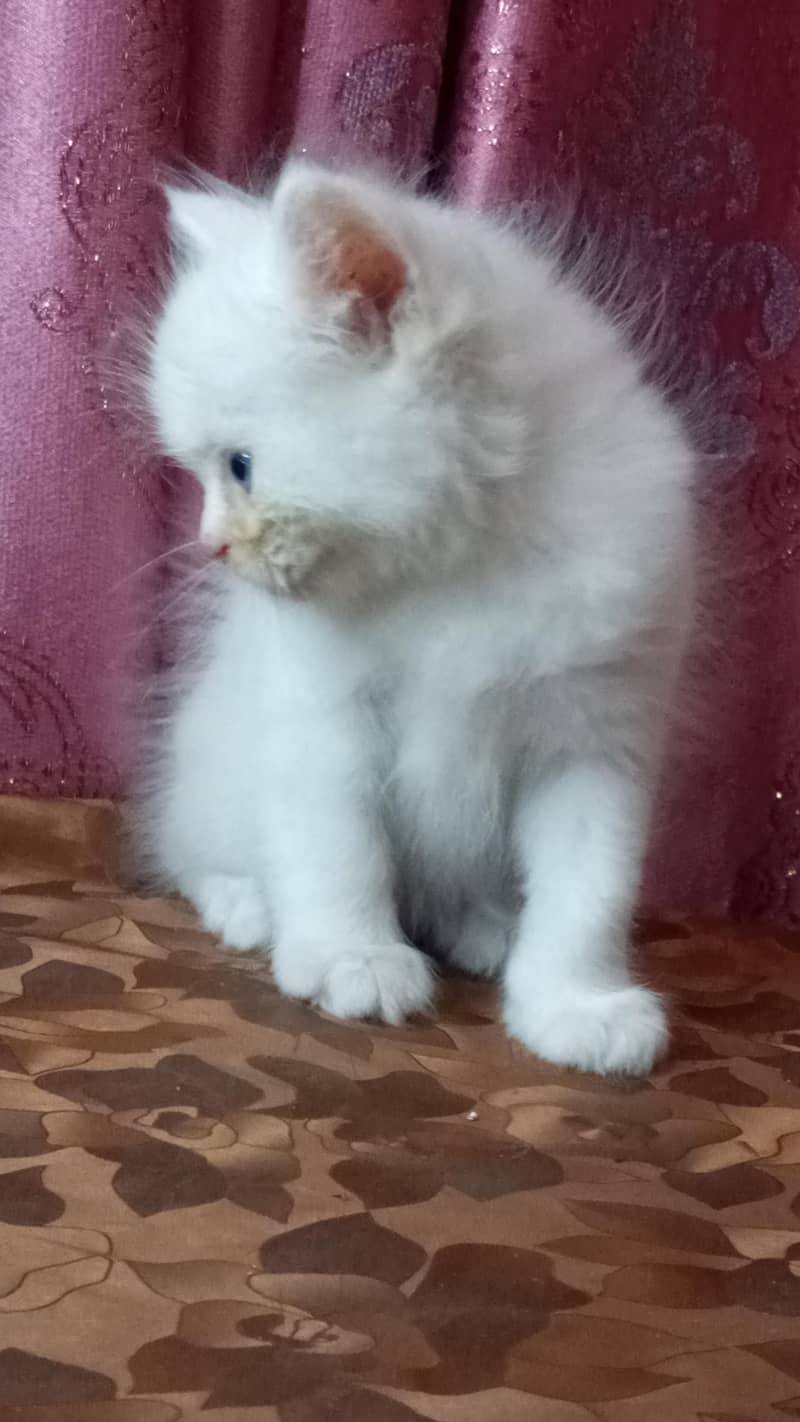 kittens available 12