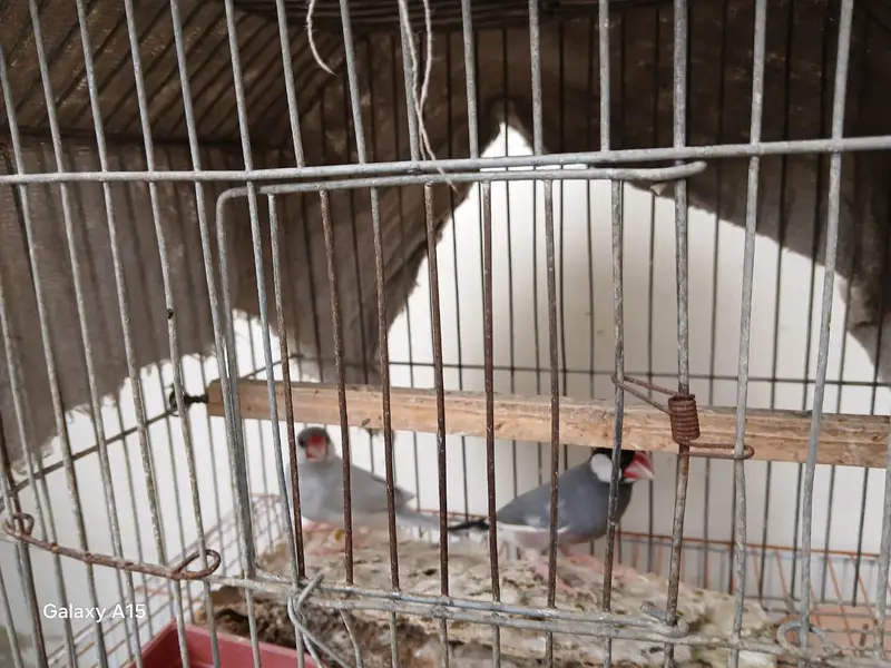 java pair — photo 3