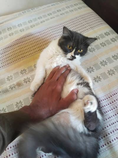 persian cat