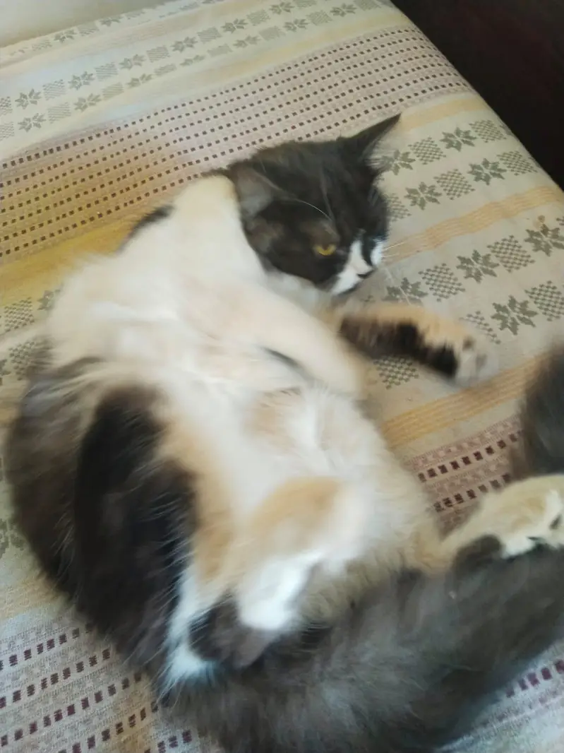 persian cat — photo 2