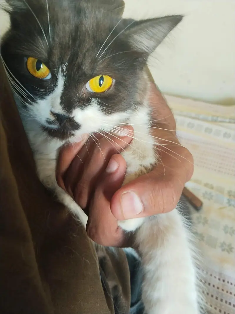 persian cat — photo 3