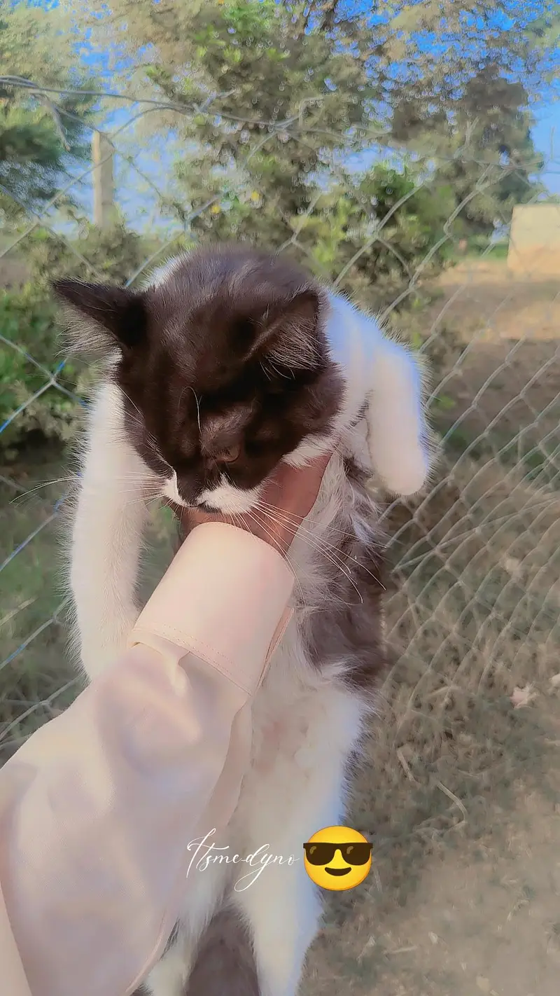 persian cat — photo 4