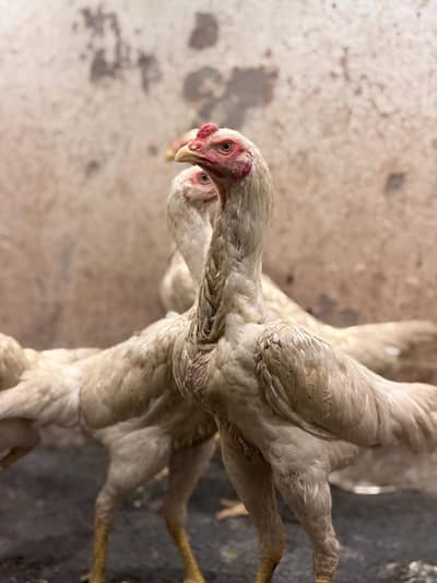 White King Shamo | German OShamo | Shamo |pure aseel shamo