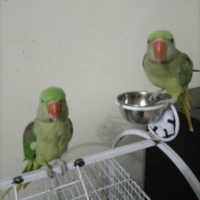 Raw parrots pair