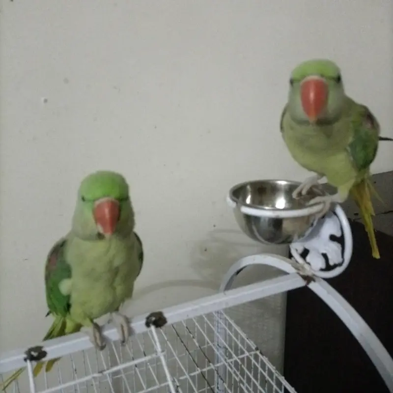 Raw parrots pair