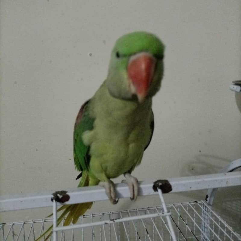 Raw parrots pair 1