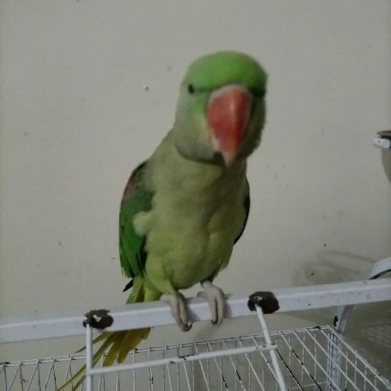 Raw parrots pair — photo 2