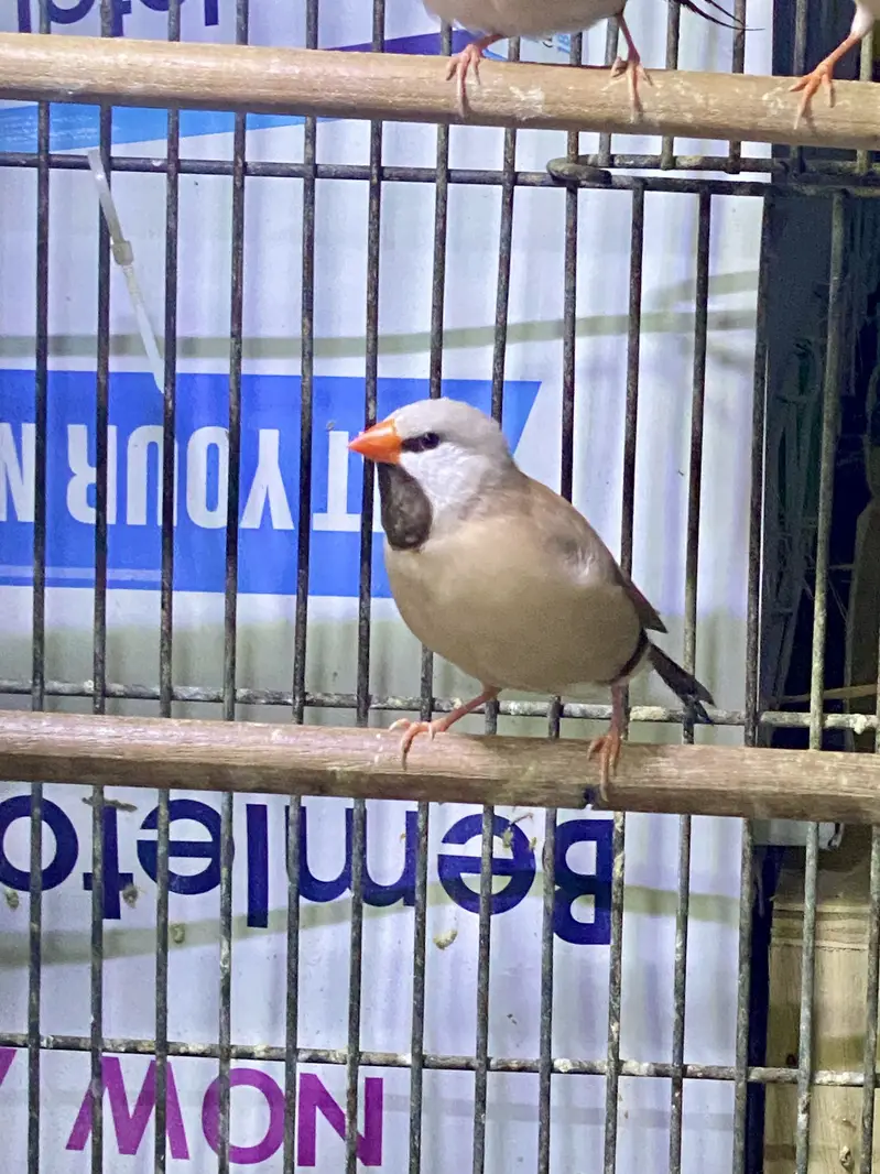 Shaft tail finch (fawn) — photo 3
