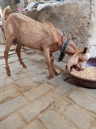 tapra male hai