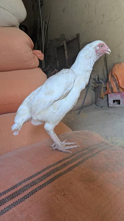 aseel hen