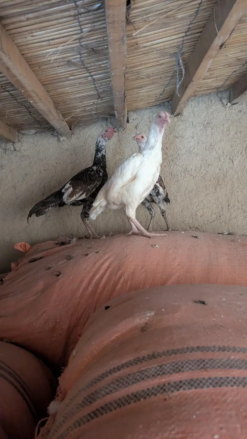 aseel hen — photo 2