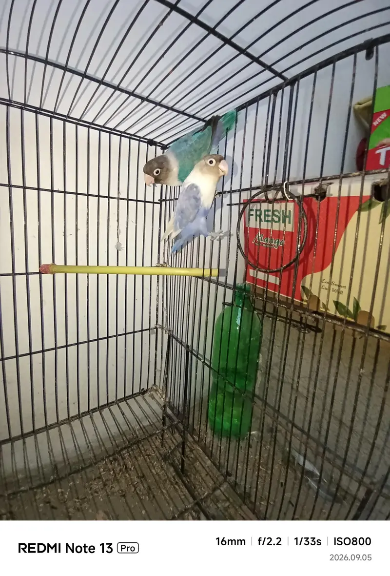 Love Birds Pair — photo 3