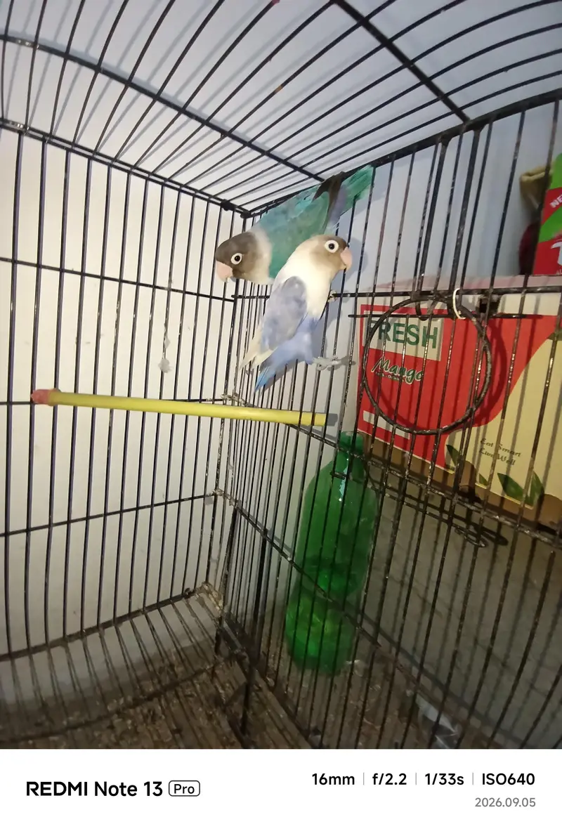 Love Birds Pair — photo 4