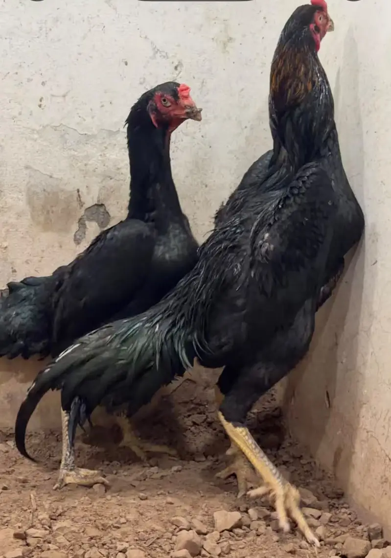 Black Japanese OShamo | OShamo | Shamo | Japanese Shamo — photo 6