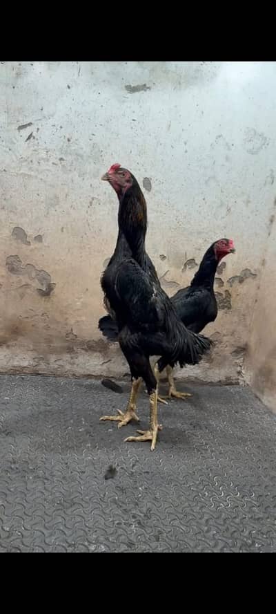 Black Japanese OShamo | OShamo | Shamo | Japanese Shamo