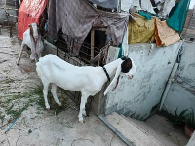 bakri for sell urgent paiso ke need ha