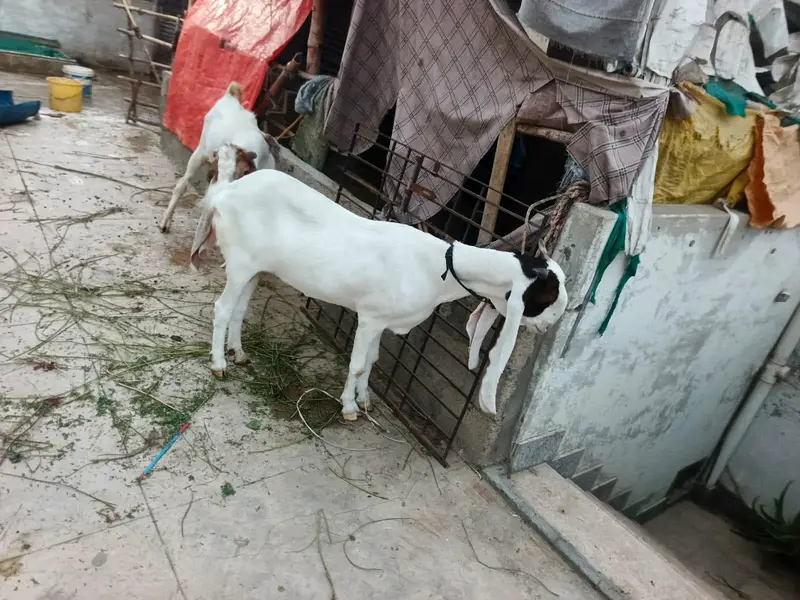 bakri for sell urgent paiso ke need ha — photo 2