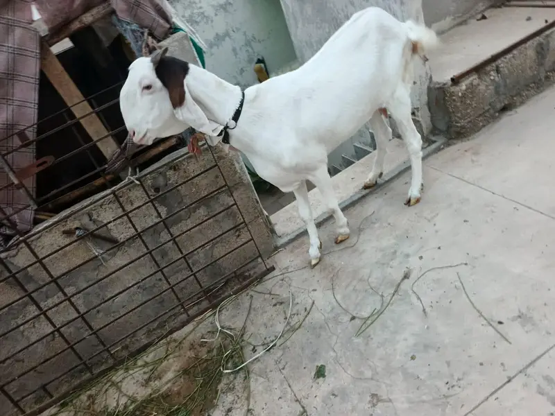 bakri for sell urgent paiso ke need ha — photo 3
