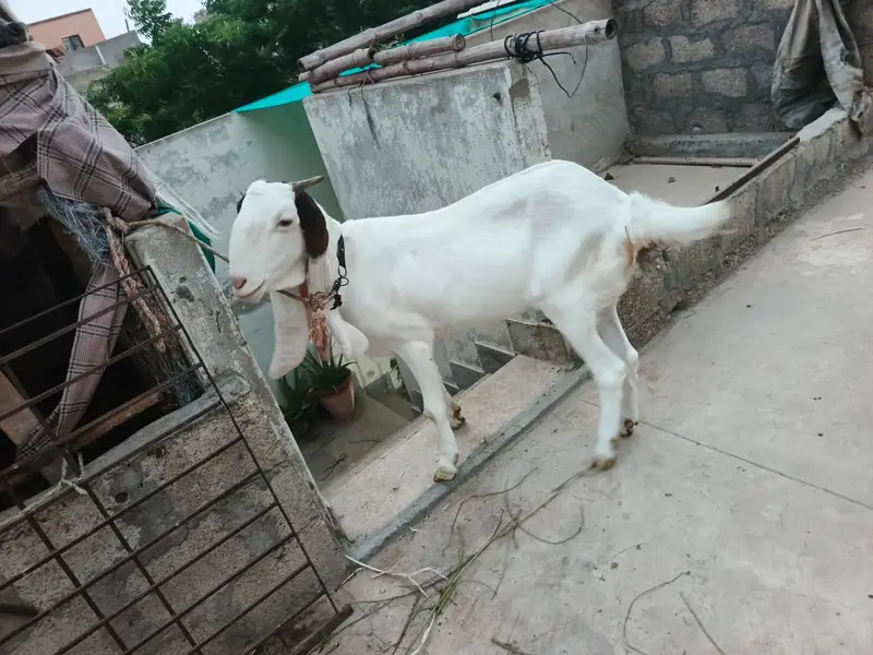 bakri for sell urgent paiso ke need ha — photo 4
