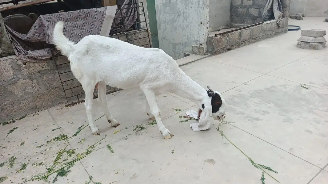 bakri for sell urgent paiso ke need ha — photo 5