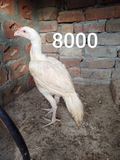 7 Aseel Birds for Sale 0303.8868142