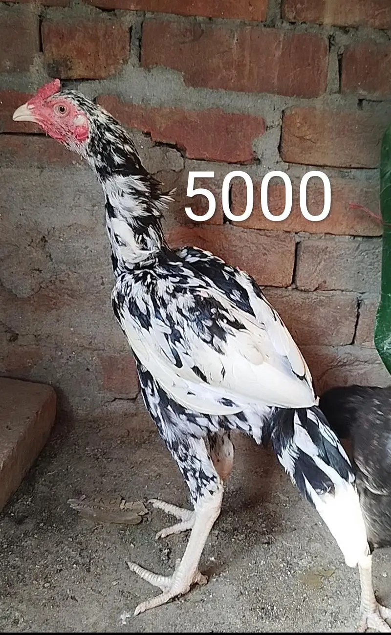7 Aseel Birds for Sale 0303.8868142 — photo 2