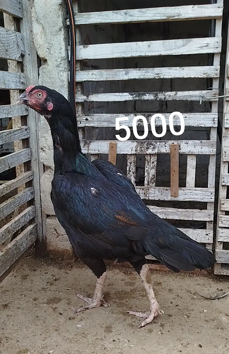 7 Aseel Birds for Sale 0303.8868142 — photo 3
