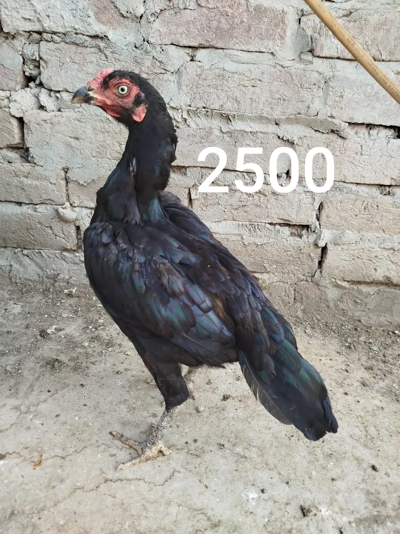 7 Aseel Birds for Sale 0303.8868142 — photo 4