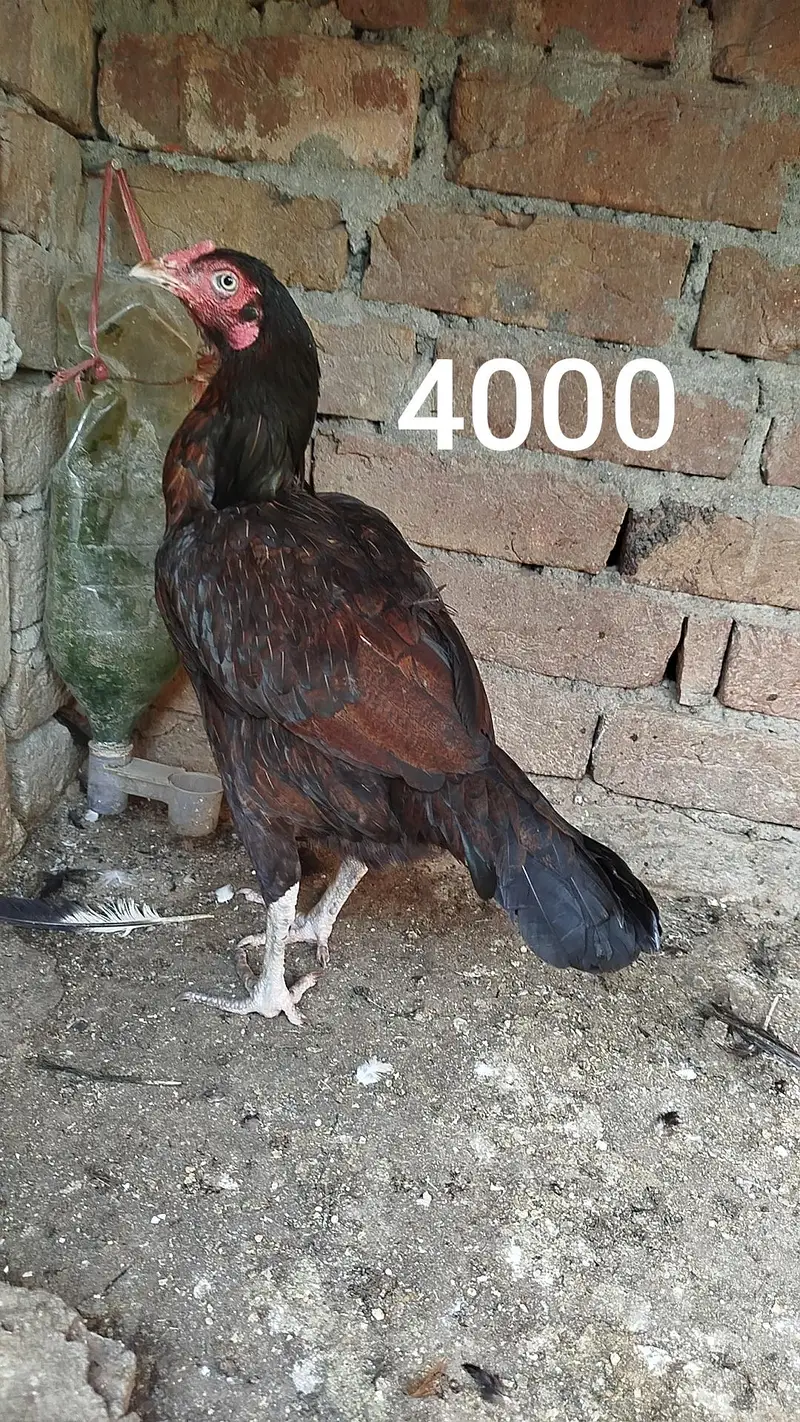 7 Aseel Birds for Sale 0303.8868142 — photo 5