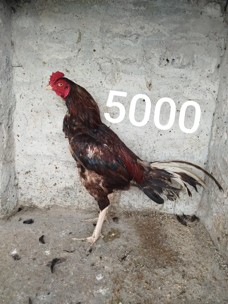 7 Aseel Birds for Sale 0303.8868142 — photo 6