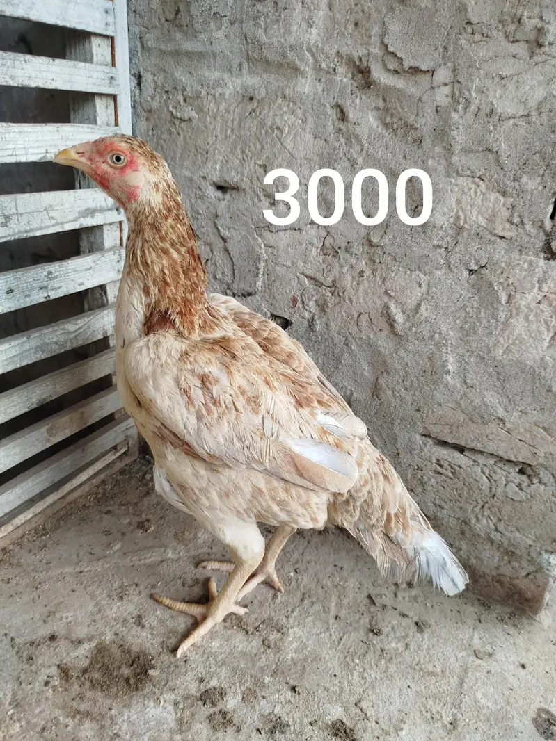 7 Aseel Birds for Sale 0303.8868142 — photo 7