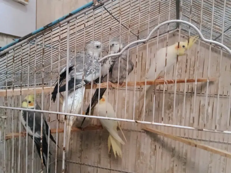 cockatiel breeders pairs