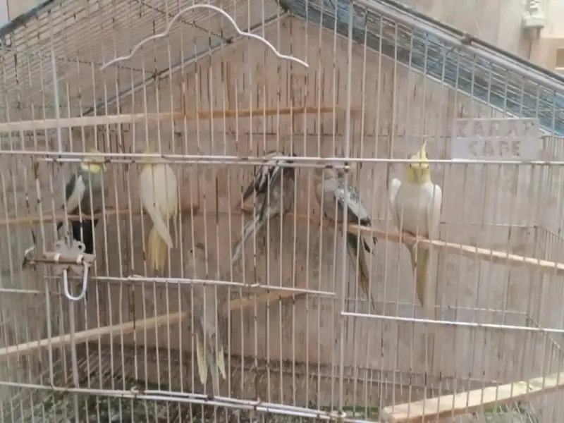 cockatiel breeders pairs — photo 2
