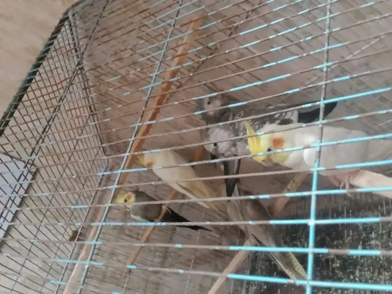 cockatiel breeders pairs — photo 3