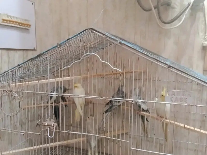 cockatiel breeders pairs — photo 4