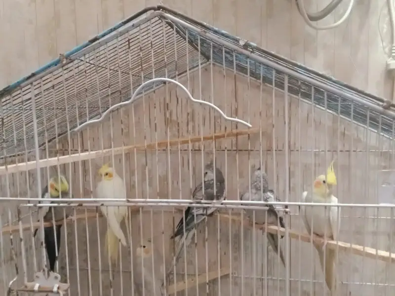 cockatiel breeders pairs — photo 5