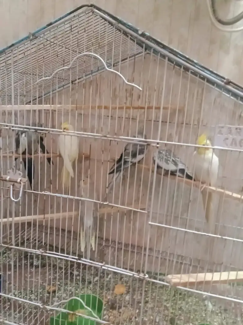 cockatiel breeders pairs — photo 6