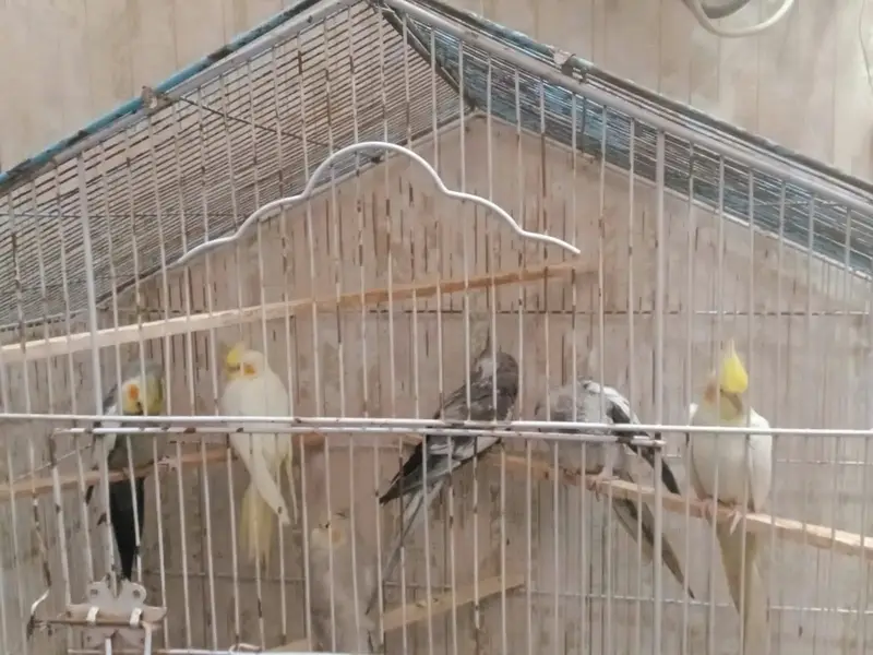 cockatiel breeders pairs — photo 7