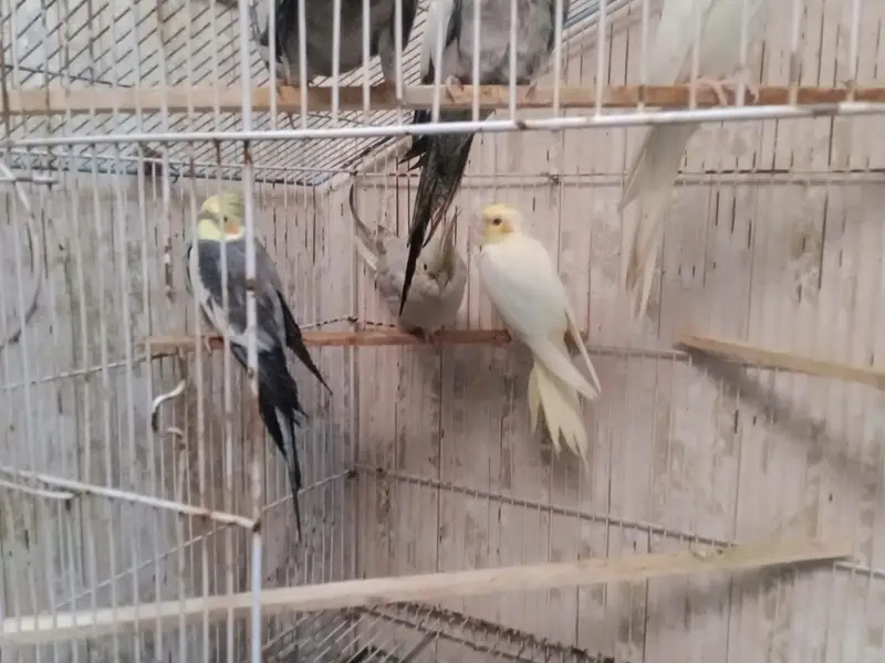 cockatiel breeders pairs — photo 8