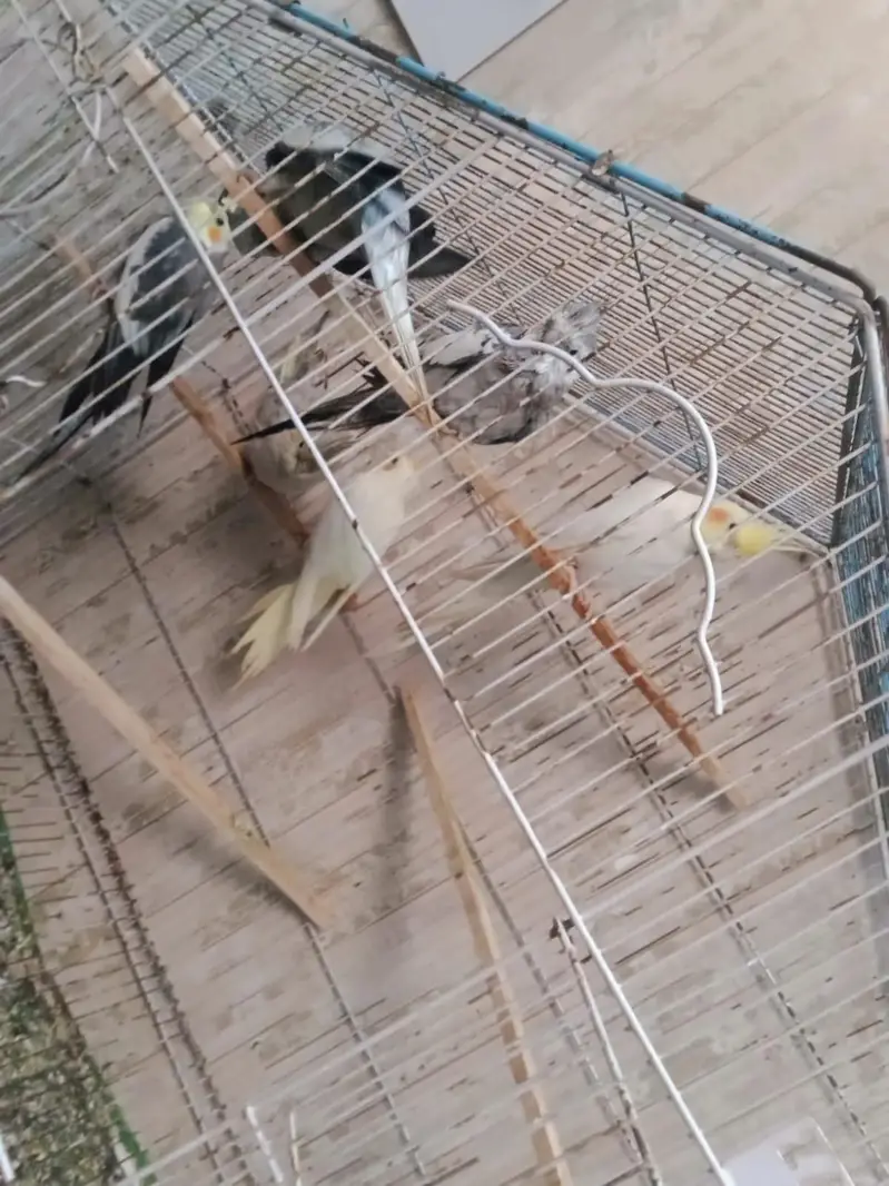 cockatiel breeders pairs — photo 9
