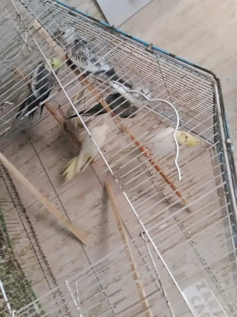 cockatiel breeders pairs — photo 10