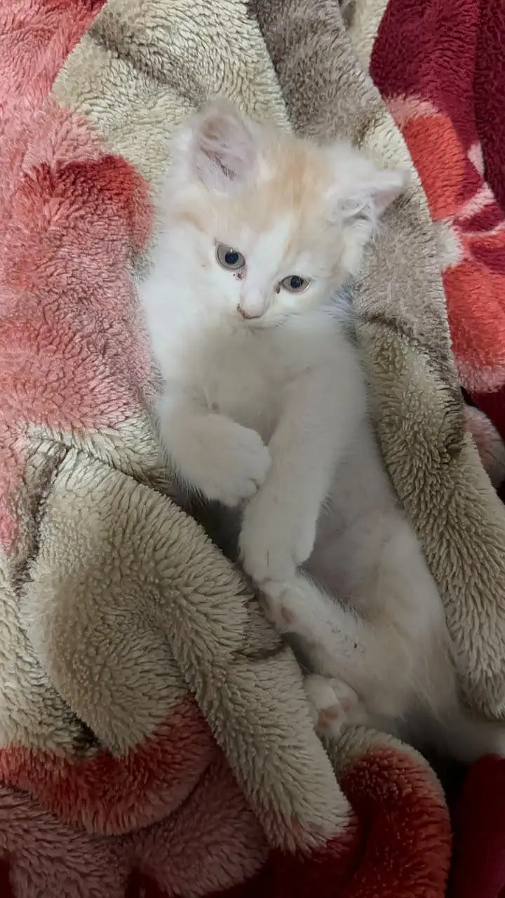 Persian kittens for sale