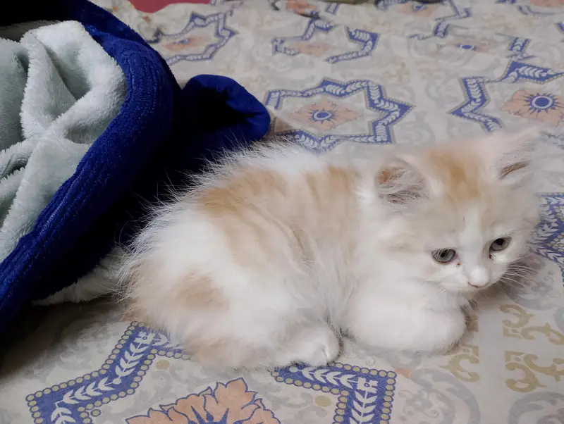 Persian kittens for sale — photo 2