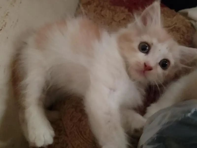 Persian kittens for sale — photo 3