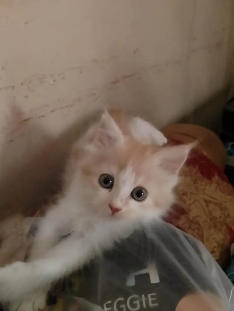 Persian kittens for sale — photo 4